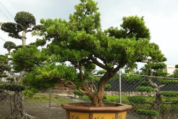  羅漢松盆栽怎么養 盆景羅漢松養殖方法與注意事項