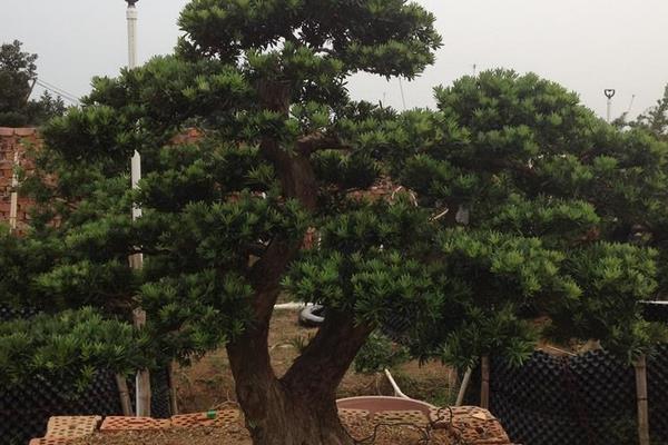  羅漢松盆栽怎么養 盆景羅漢松養殖方法與注意事項