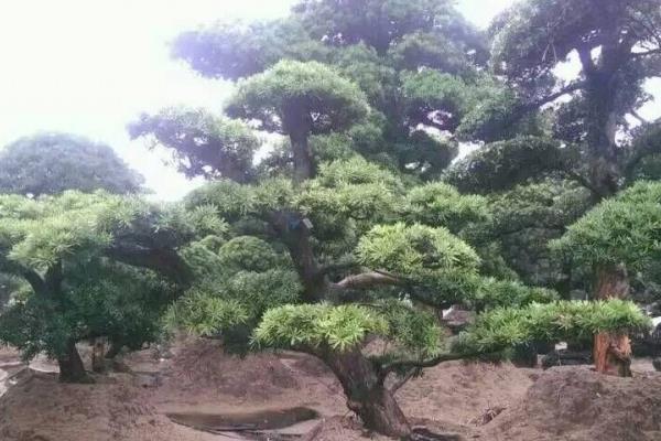  羅漢松盆栽怎么養 盆景羅漢松養殖方法與注意事項