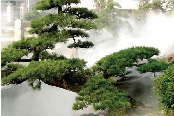  羅漢松盆栽怎么養 盆景羅漢松養殖方法與注意事項