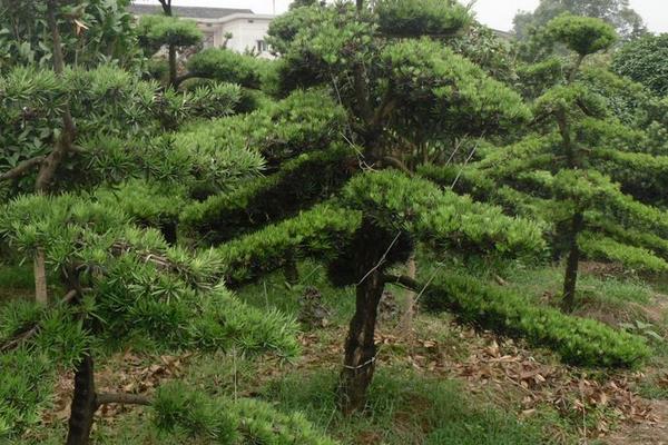  羅漢松盆栽怎么養 盆景羅漢松養殖方法與注意事項