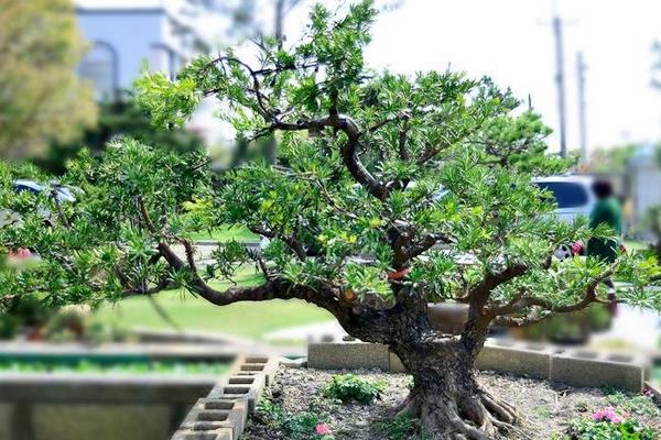  羅漢松盆栽怎么養 盆景羅漢松養殖方法與注意事項