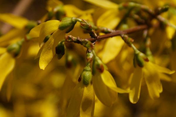 連翹種子市場價格多少錢一斤  連翹種子如何播種