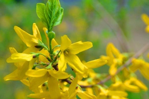 連翹種子市場價格多少錢一斤 連翹種子如何播種