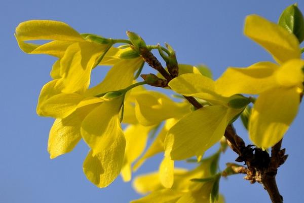 連翹種子市場價格多少錢一斤 連翹種子如何播種