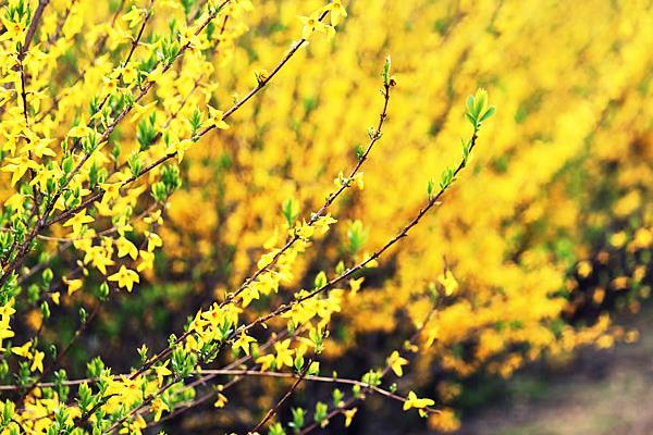 連翹種子市場價格多少錢一斤 連翹種子如何播種