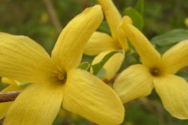 連翹種子市場價格多少錢一斤 連翹種子如何播種