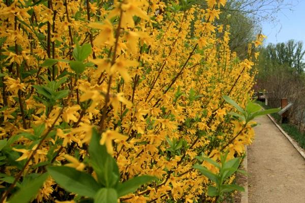 連翹種子市場價格多少錢一斤 連翹種子如何播種