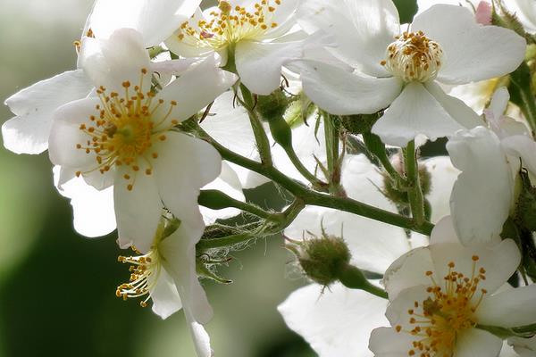 荼蘼花圖片大全 荼蘼花語及寓意 荼蘼花有幾種顏色