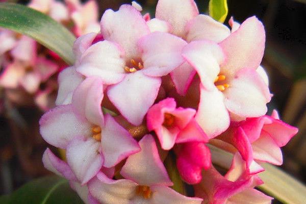 金邊瑞香好養(yǎng)嗎 金邊瑞香可以室內(nèi)養(yǎng)嗎