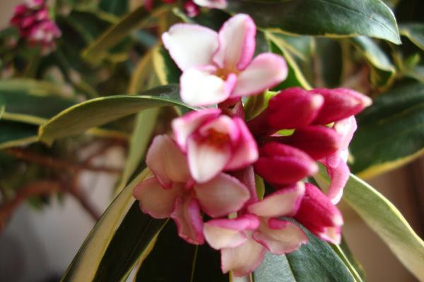 家庭養(yǎng)金邊瑞香好嗎 養(yǎng)金邊瑞香對風(fēng)水的作用