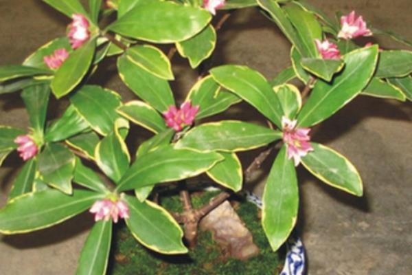 家庭養金邊瑞香好嗎 養金邊瑞香對風水的作用