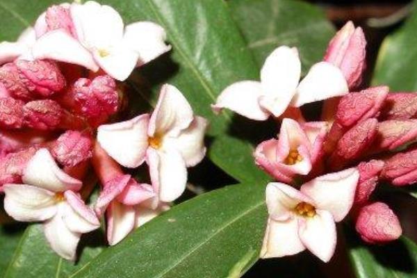 家庭養金邊瑞香好嗎 養金邊瑞香對風水的作用