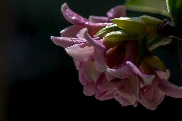 家庭養金邊瑞香好嗎 養金邊瑞香對風水的作用