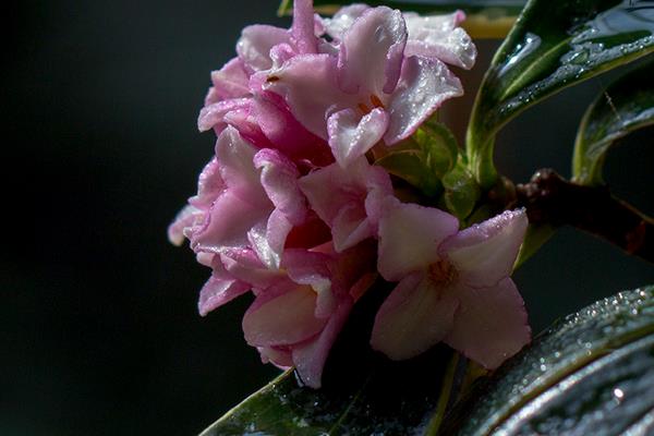 家庭養金邊瑞香好嗎 養金邊瑞香對風水的作用