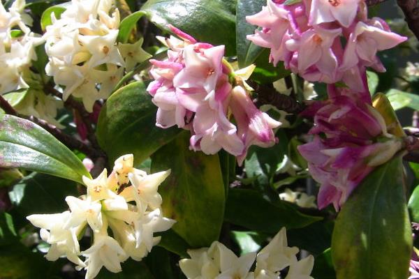 家庭養金邊瑞香好嗎 養金邊瑞香對風水的作用