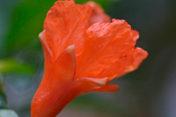 石榴花什么時候開（幾月） 石榴花是什么顏色的