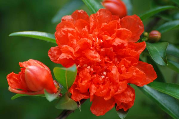 石榴花什么時候開（幾月） 石榴花是什么顏色的