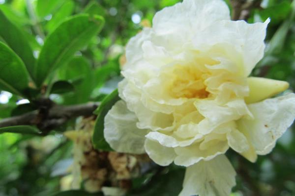 石榴花什么時候開（幾月） 石榴花是什么顏色的