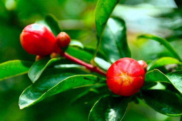 石榴花什么時候開（幾月） 石榴花是什么顏色的