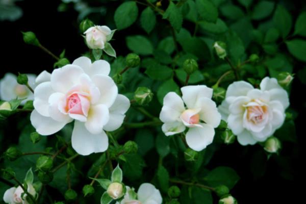 薔薇花市場價格多少錢一棵  薔薇盆栽的養殖方法