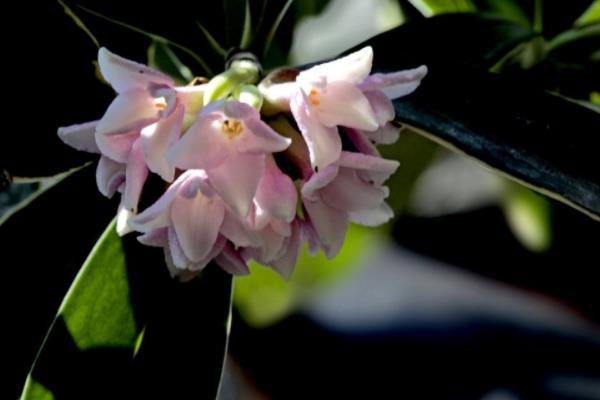 金邊瑞香葉子發(fā)黃怎么辦 金邊瑞香掉葉子解決方法