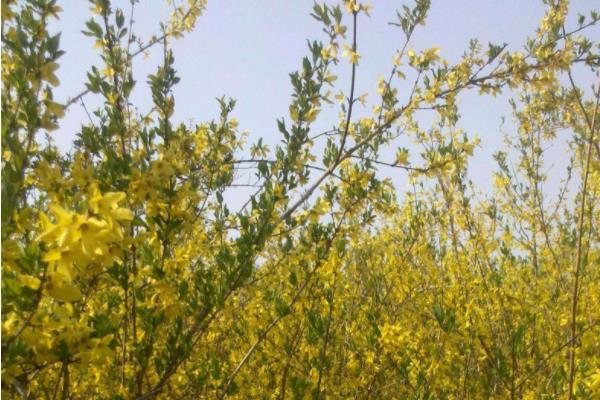 連翹樹苗市場價格多少錢一棵 連翹樹的常見品種