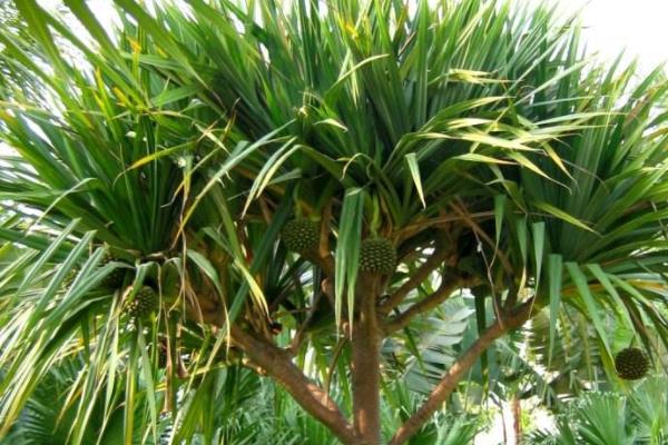 龍血樹太高了怎么辦 龍血樹砍頭的最佳時間