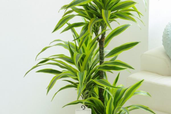 龍血樹怎么養 龍血樹養殖方法與注意事項