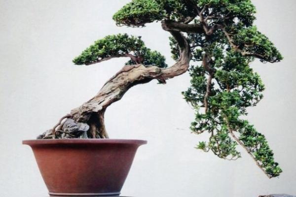 羅漢松盆景怎么修剪枝葉 羅漢松用什么土