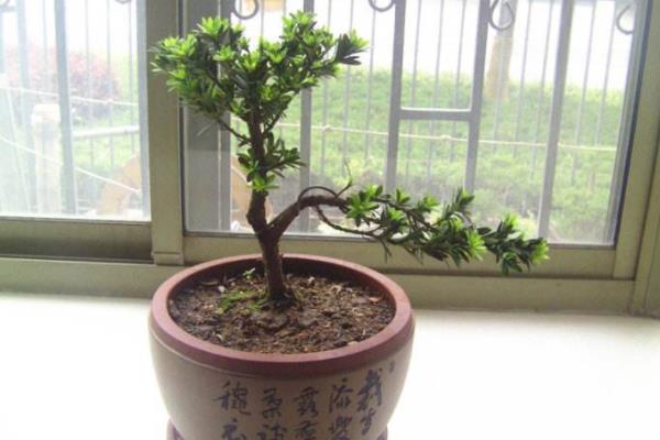 羅漢松盆景怎么修剪枝葉 羅漢松用什么土