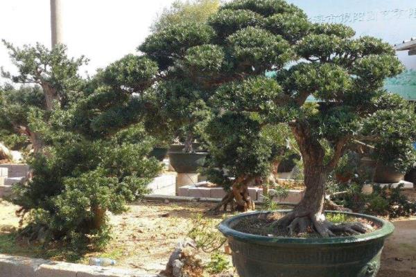 羅漢松盆景怎么修剪枝葉 羅漢松用什么土