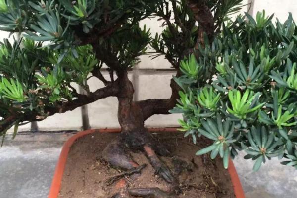 羅漢松盆景怎么修剪枝葉 羅漢松用什么土