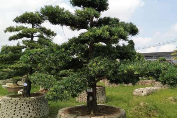 羅漢松盆景怎么修剪枝葉 羅漢松用什么土