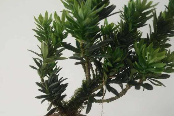 羅漢松盆景怎么修剪枝葉 羅漢松用什么土