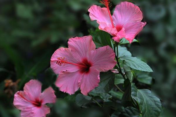 扶桑花繁殖方法 扶桑花怎么修剪枝葉
