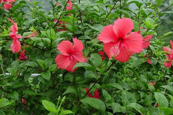 扶桑花繁殖方法 扶桑花怎么修剪枝葉