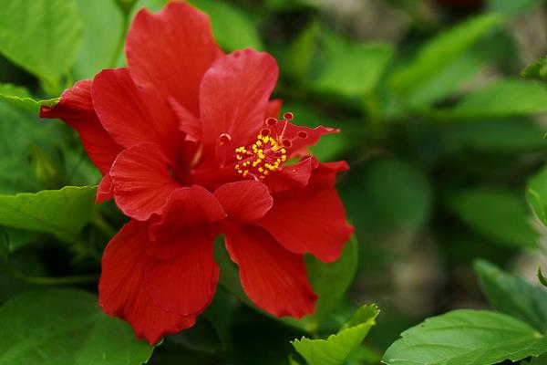 扶桑花繁殖方法 扶桑花怎么修剪枝葉