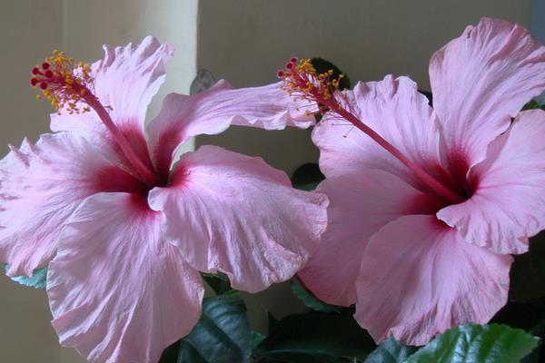 扶桑花繁殖方法 扶桑花怎么修剪枝葉