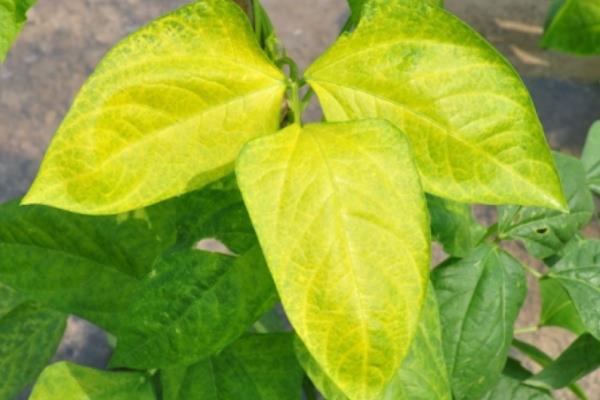 扶桑花繁殖方法 扶桑花怎么修剪枝葉