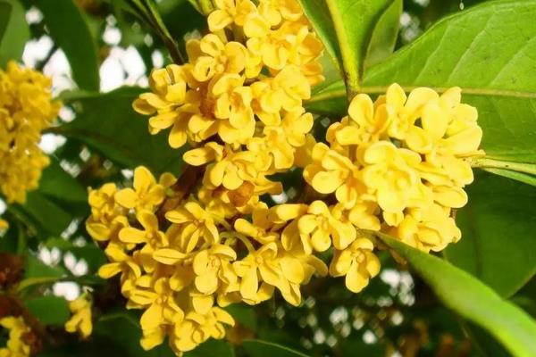 干桂花怎么吃 干桂花泡茶喝的功效與作用