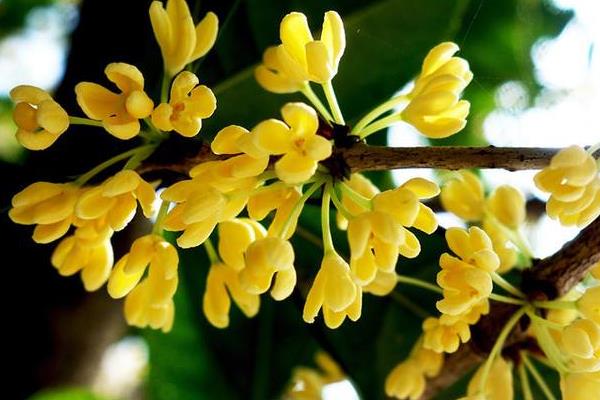 桂花盆景市場價格多少錢一盆 桂花的品種