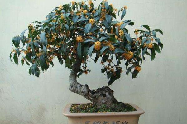 桂花盆景怎么制作好看 盆栽桂花樹怎么澆水