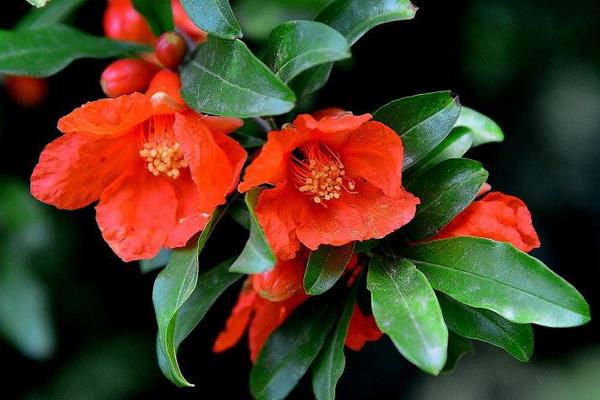 石榴花功效與作用及禁忌 石榴花藥用價值