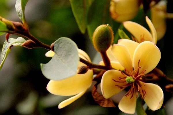 含笑花一年開幾次花 含笑花什么時候開花（花期是幾月）