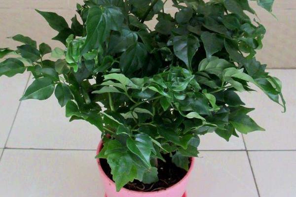 幸福樹和綠寶樹的區別是什么 幸福樹可以放在室內嗎