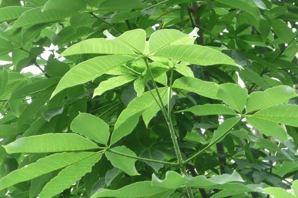 七葉樹功效與作用 七葉樹藥用價值