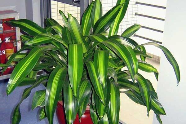 巴西鐵和巴西木的區(qū)別是什么 巴西鐵生長習(xí)性