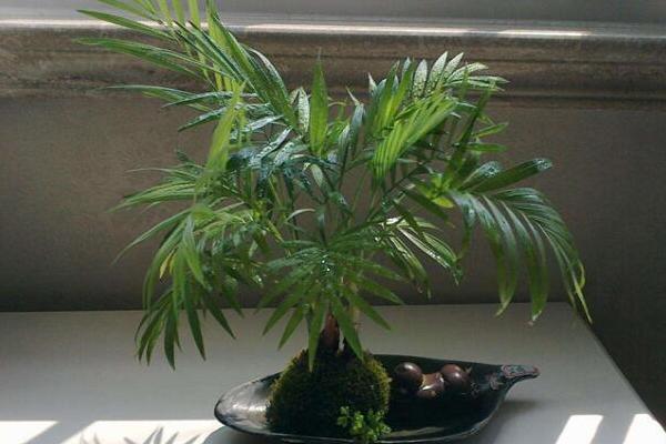 鳳尾竹葉子發黃怎么辦 鳳尾竹掉葉子的原因及解決方法