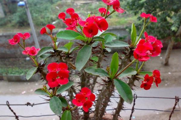 虎刺梅有毒嗎 虎刺梅能放在室內臥室嗎